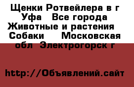 Щенки Ротвейлера в г.Уфа - Все города Животные и растения » Собаки   . Московская обл.,Электрогорск г.